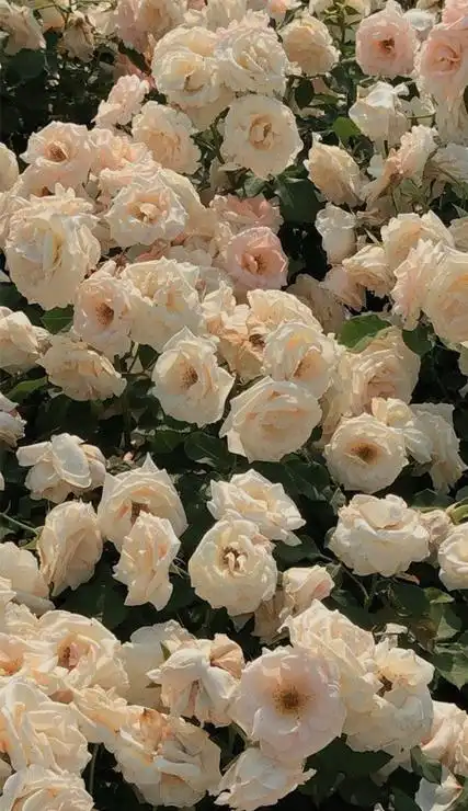 唯美高清浪漫的花朵ins风壁纸祝愿这个世界继续热闹祥和美好