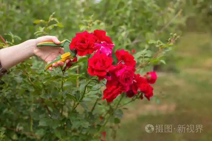 剪干玫瑰花. 女人特写的手.