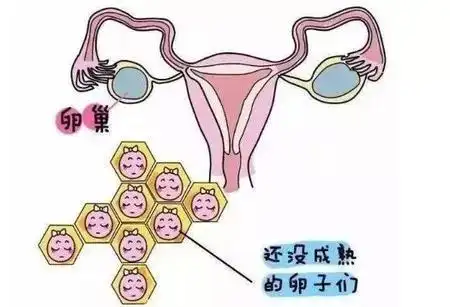 昆明送子鸟医院专家科普 写美篇着床发生在排卵后一周.