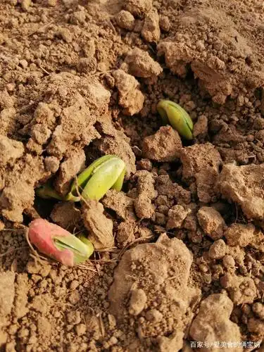 看完姐姐的家忍不住的感慨我也想回农村,也想拥有这样的生活