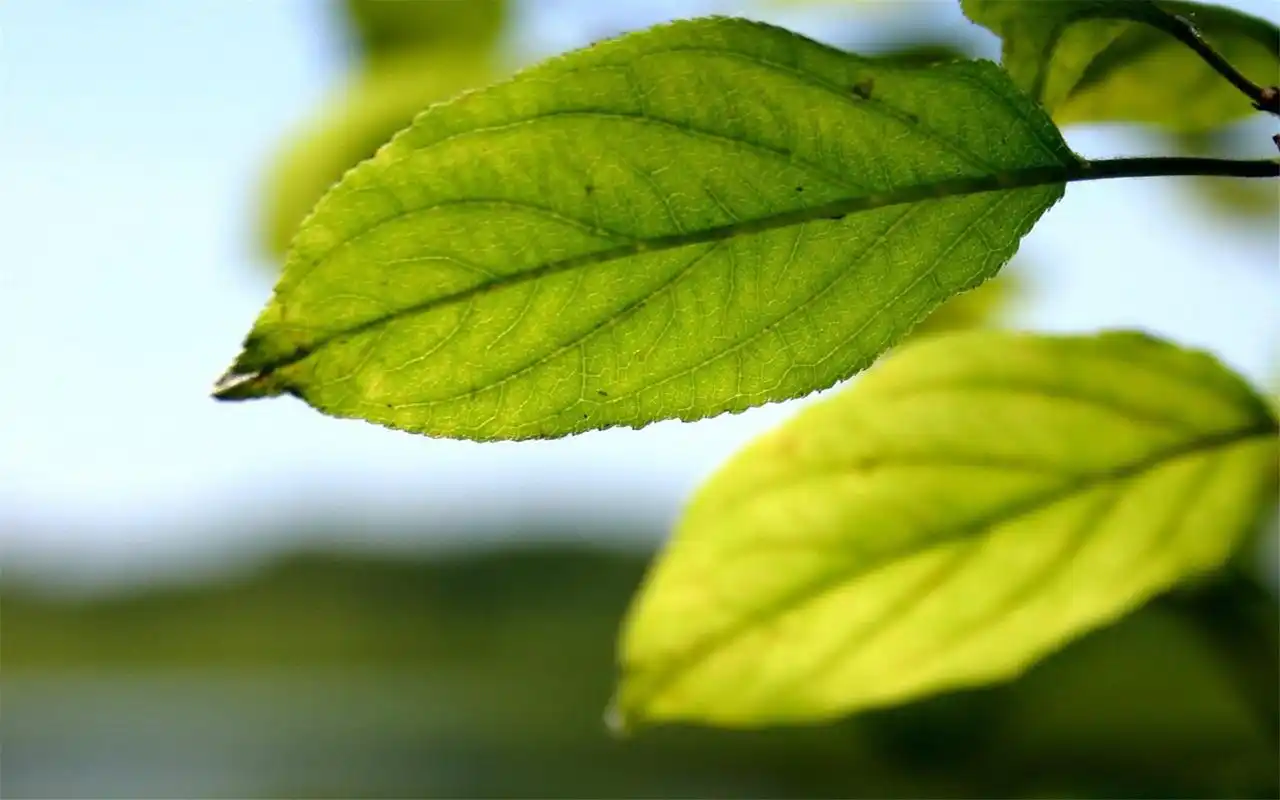 唯美大自然绿色护眼小清新绿叶特写高清桌面壁纸(二)