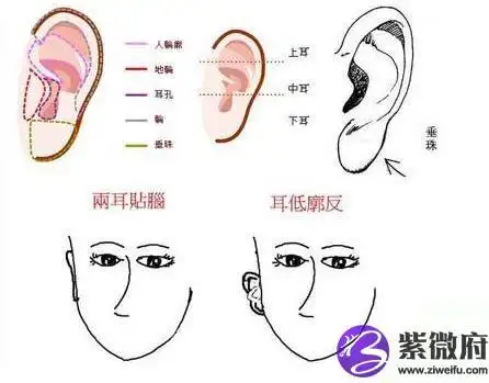 常见的十种女性耳相