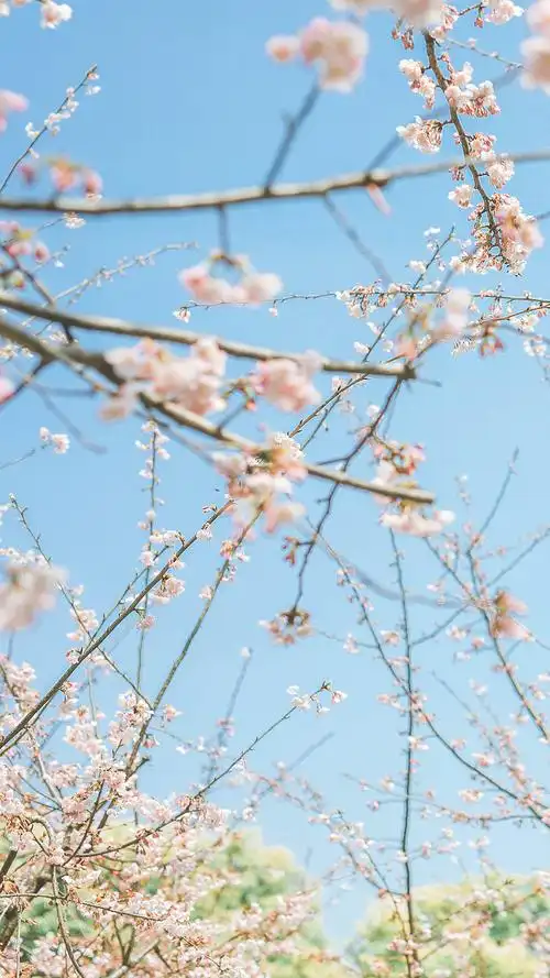 超好看的日本樱花图片太美了