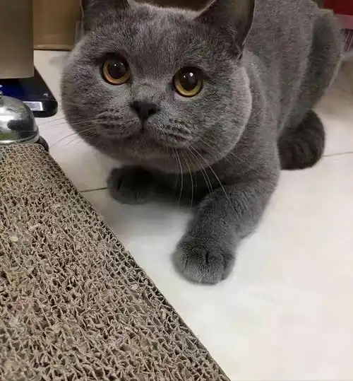 纯种蓝猫图片(纯种英短蓝猫图片)-麦斯财经