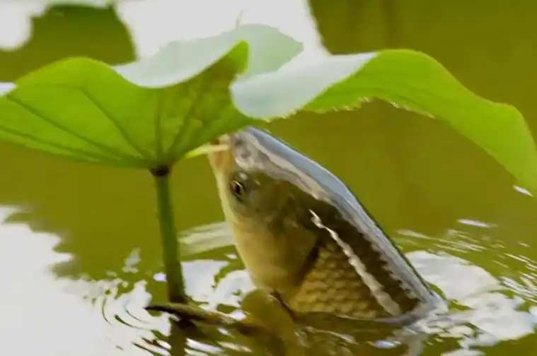 你见过鱼跃吃荷叶吗.