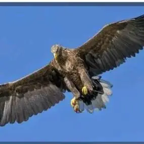 微信头像图片 雄鹰展翅 微信头像图片大全 -【爱个性】