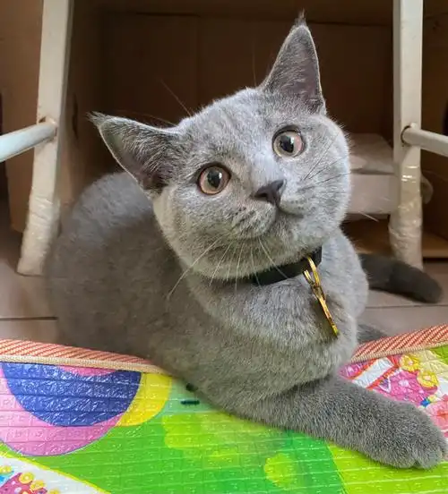 蓝猫发腮求各位大神鉴定一下谢谢