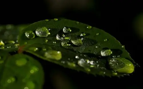 绿叶晨露养眼唯美高清桌面壁纸