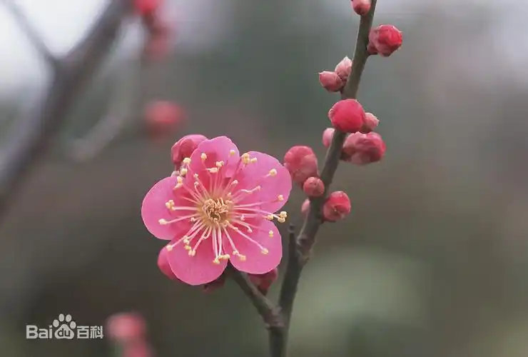 群花之魁——梅花