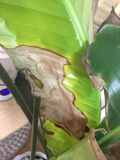 天堂鸟叶子枯求指教