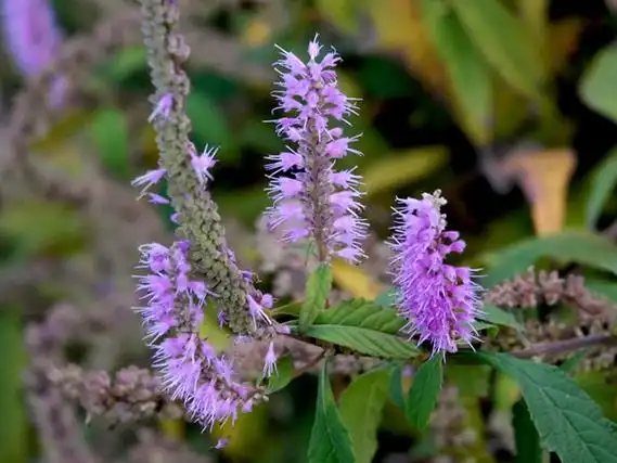 香薷的功效与作用_中华康网