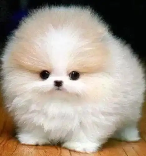 最萌不过茶杯犬你觉得呢