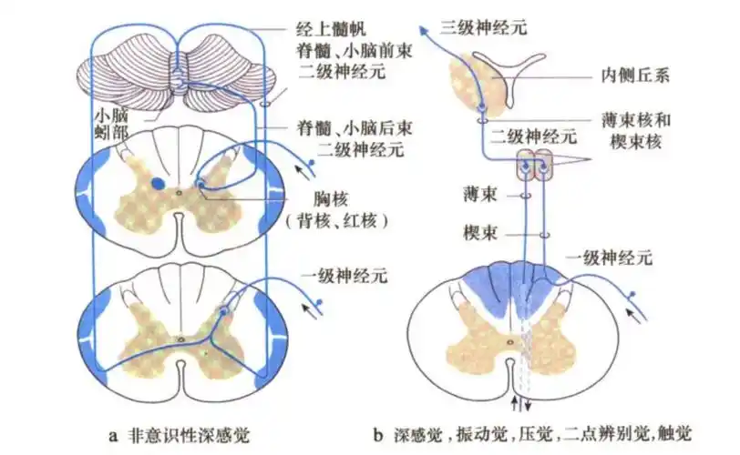 手脑感知系列感觉系统解剖基础和临床定位