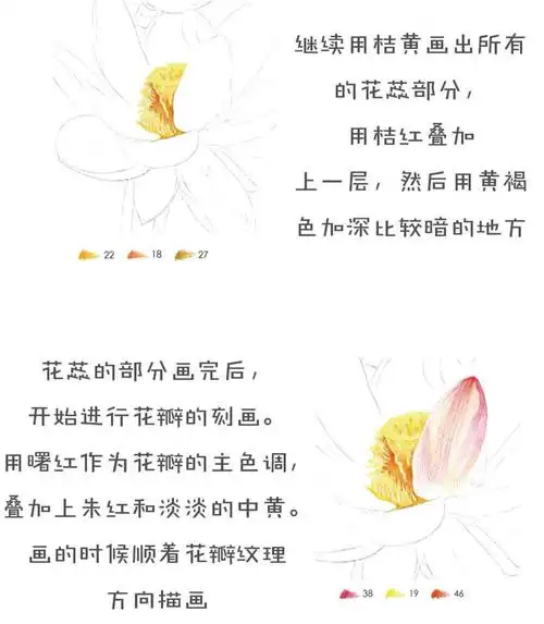 飞乐鸟彩铅教程荷花4