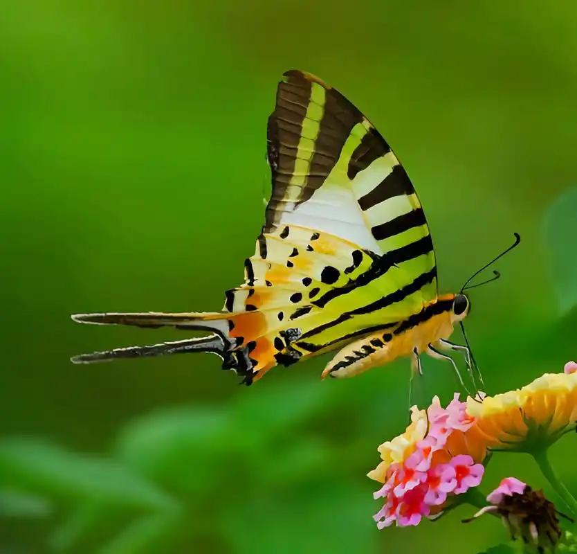 每天认识一种动物——绿凤蝶 绿凤蝶别名五纹绿凤蝶,原产于亚洲南部