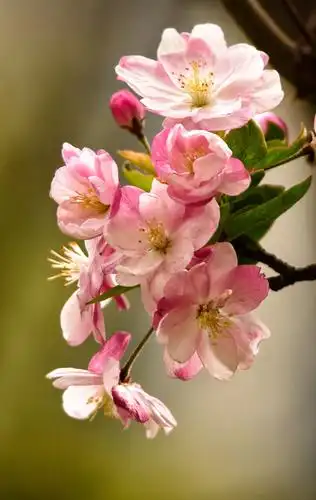 2019花卉_海棠 春天最美的花