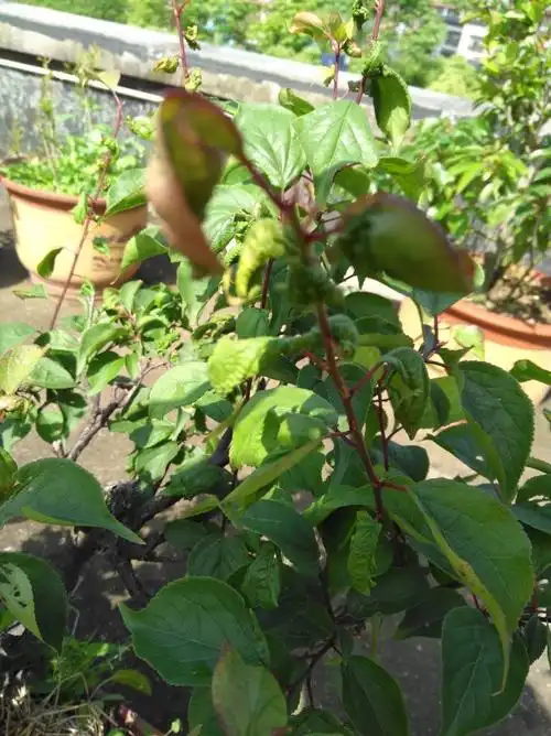 请大家帮忙看看梅花叶为什么长成这样了,是不是生了什么病