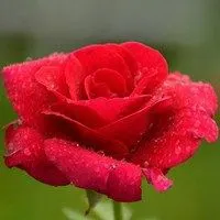 微信红玫瑰花头像