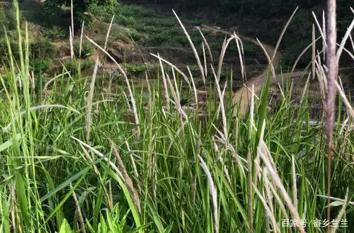 这就是药铺卖的药材"白茅根",认识的不需要花一分钱,自己挖!