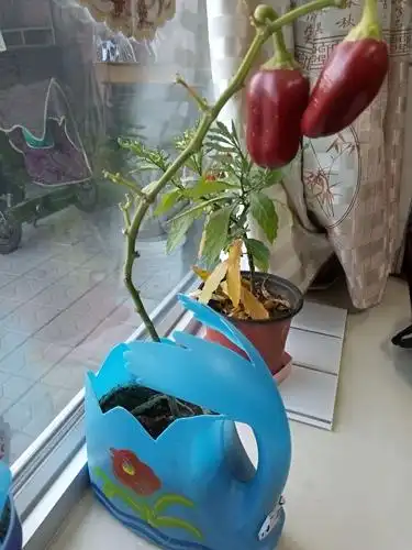 最美的回忆_三街幼儿园大四班2018美美的回忆