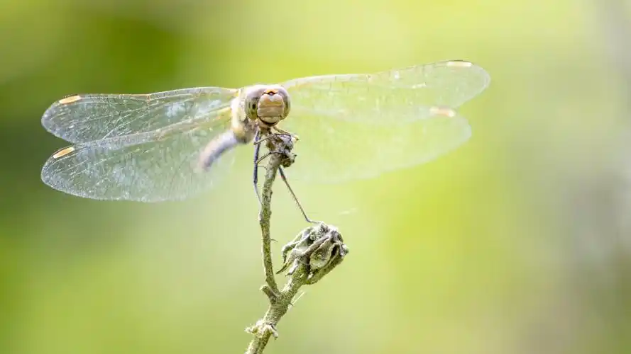 真实照片蜻蜓图片大图411
