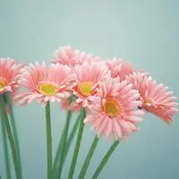 微信头像花朵唯美下载点击鼠标右键下载