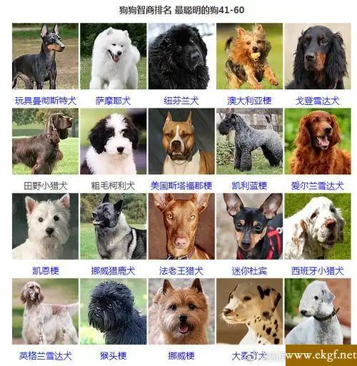 世界名犬智商排行前100名