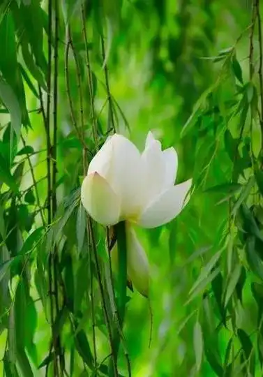 壁纸 花 桌面 397_569 竖版 竖屏 手机