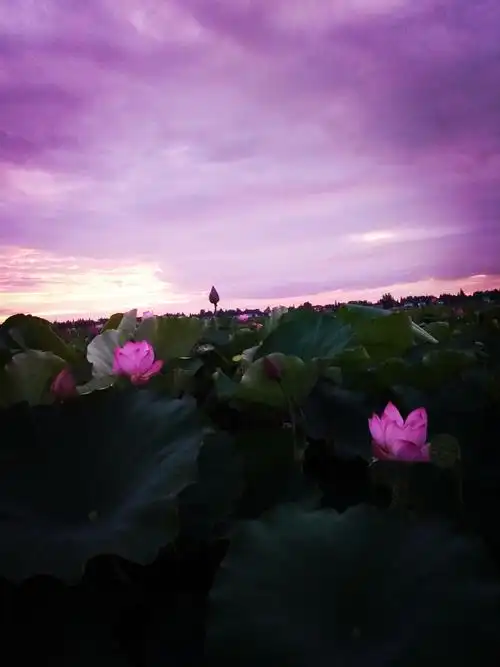 那粉似霞的荷花,真不知它是被天边的晚霞映红了脸,还是害羞?