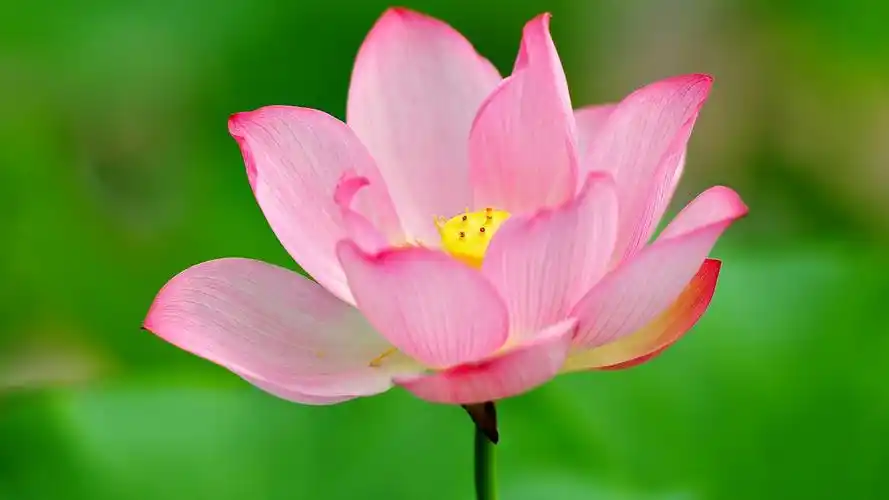 娇艳的荷花,高清图片,电脑桌面-壁纸族