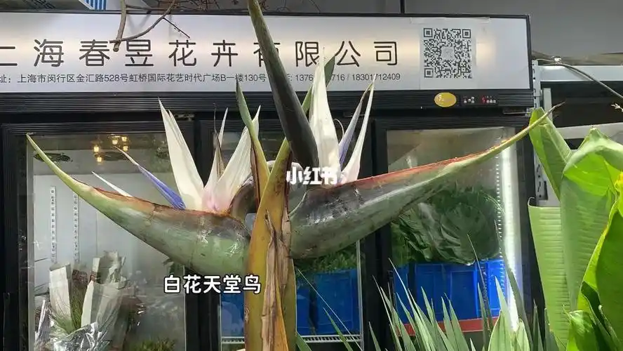 白色天堂鸟白花天堂鸟尼古拉旅人蕉