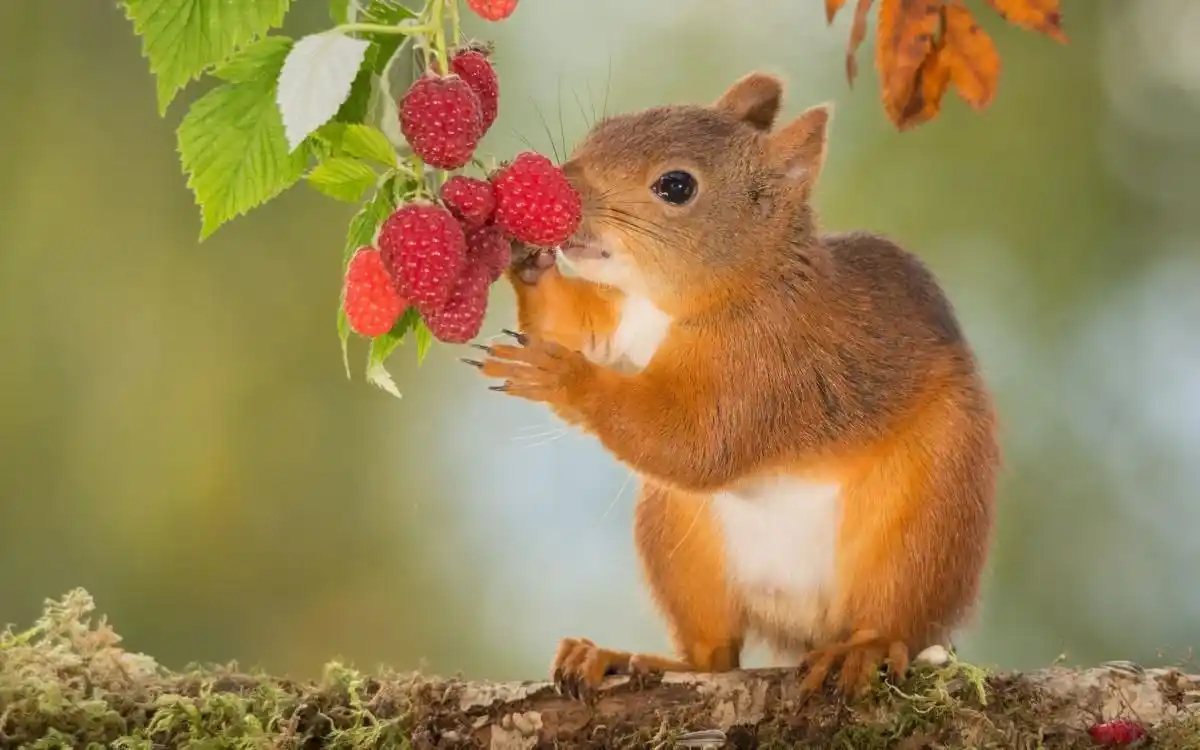 宠物猪,高清图片,壁纸,动物-桌面城市
