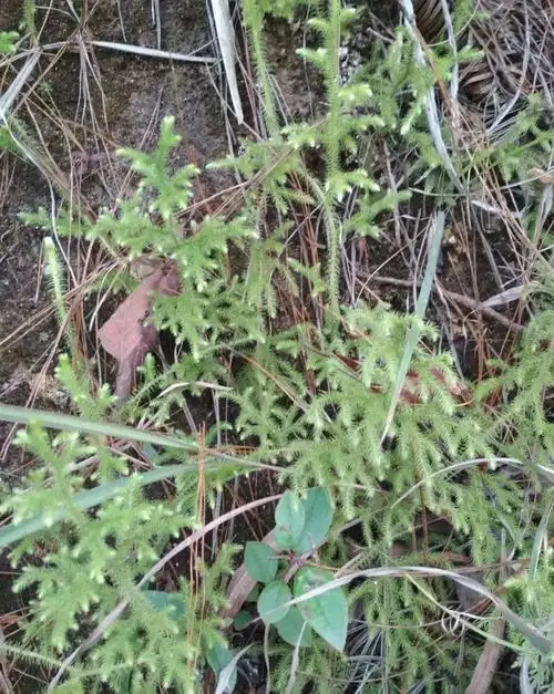 金腰带,狮子草,狮子毛草,立筋草,分筋草,过筋草,地棚窝草,筋骨草,绿毛