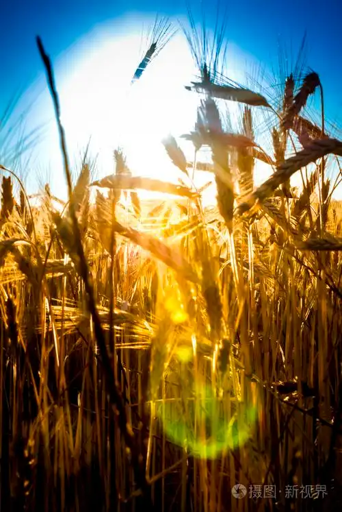 麦田在晴朗的一天的日出