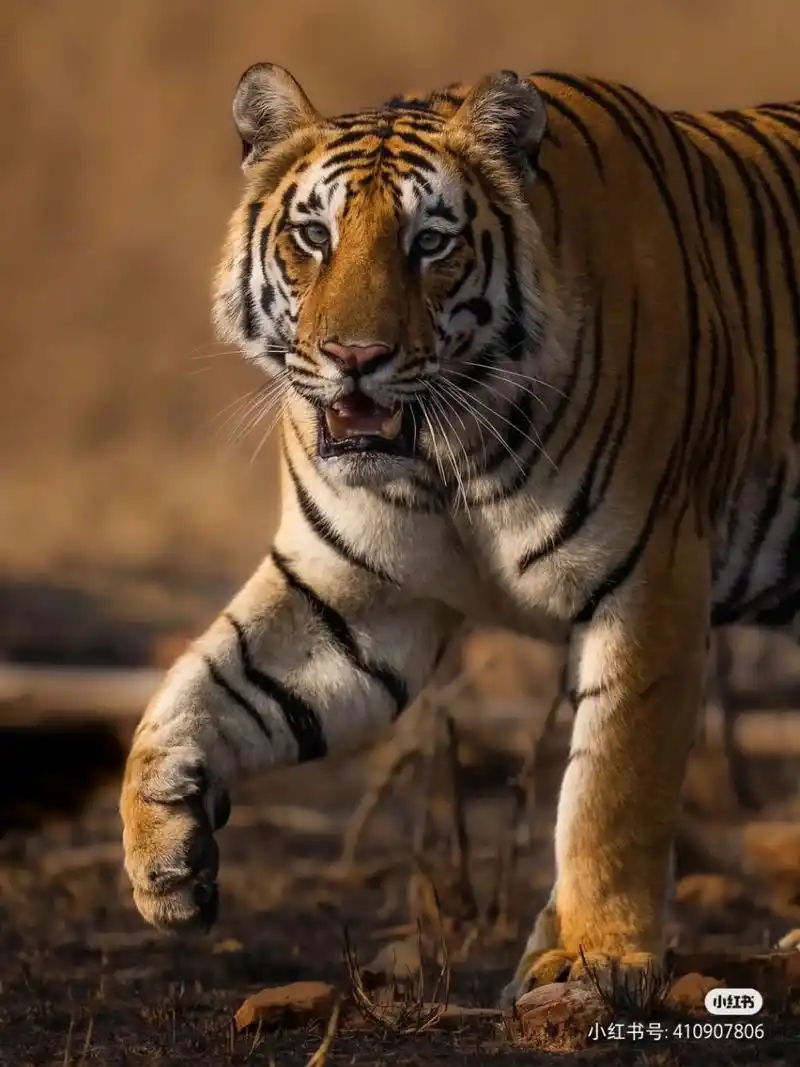 动物世界 老虎的威武身姿