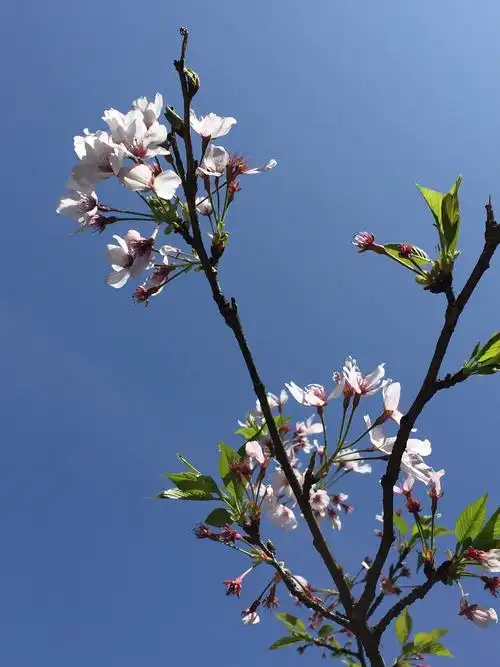 鲜花在春风里点头,深刻的记忆;难忘的风景;动情的画面.