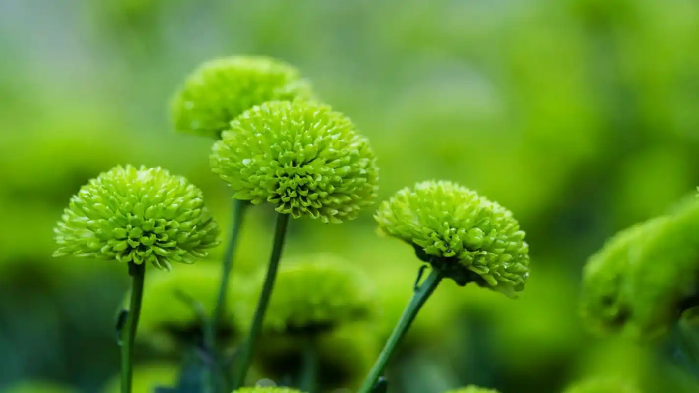 绿色护眼植物唯美高清桌面壁纸