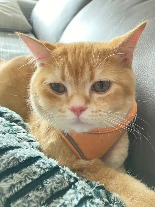 猫咪发腮真的好难啊