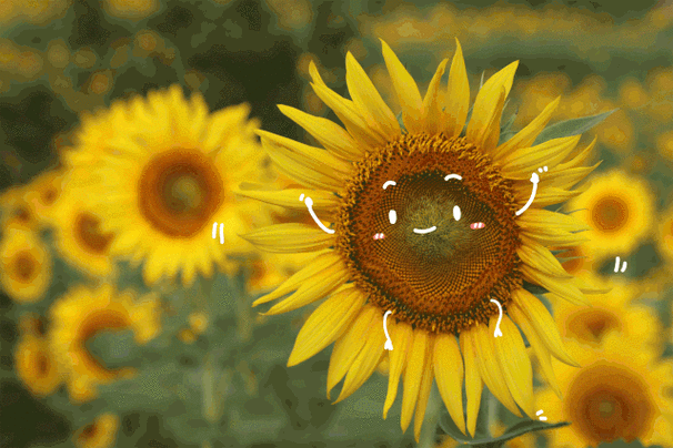 这组"敲可爱"的动图一定要分享给你,这个夏天的小清新由我们承包啦