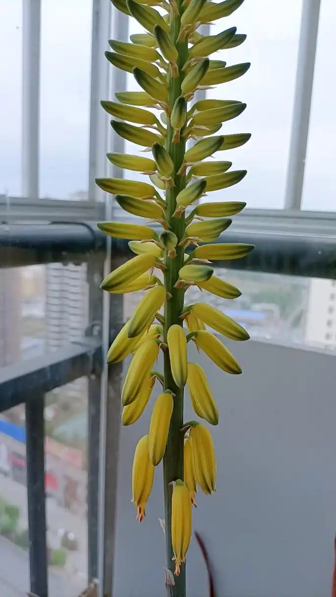 来县城朋友家玩,第一次看到芦荟开花是这样子的,不知道会不会结果,但