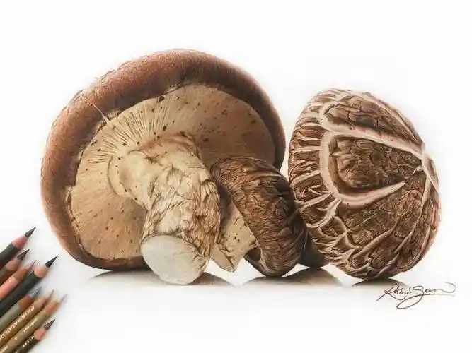 国外彩铅大神的超写实彩铅超写实彩铅画素材高清大图