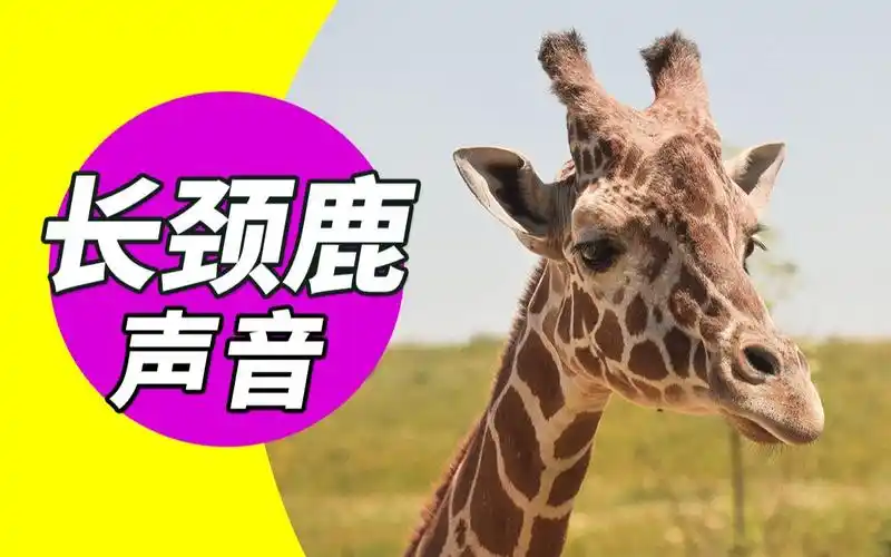 野生动物:长颈鹿叫声音效