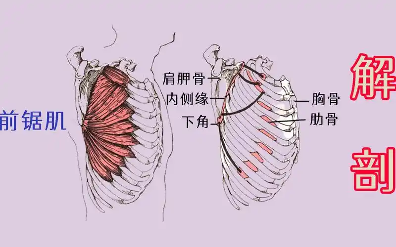 解剖前锯肌