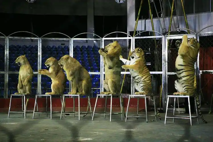 吓人的东北虎演出(配图)