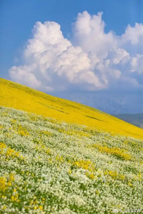 新疆花海