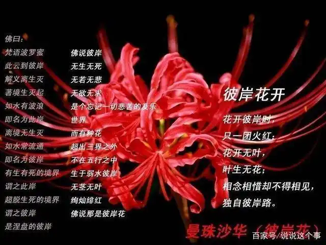 你所不知道的花语,看完让人落泪!