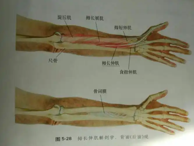每日一穴:【拇长伸肌】