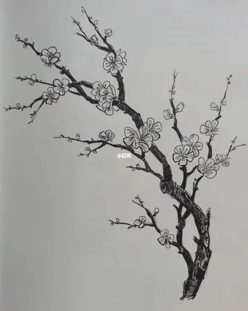 描摹梅花
