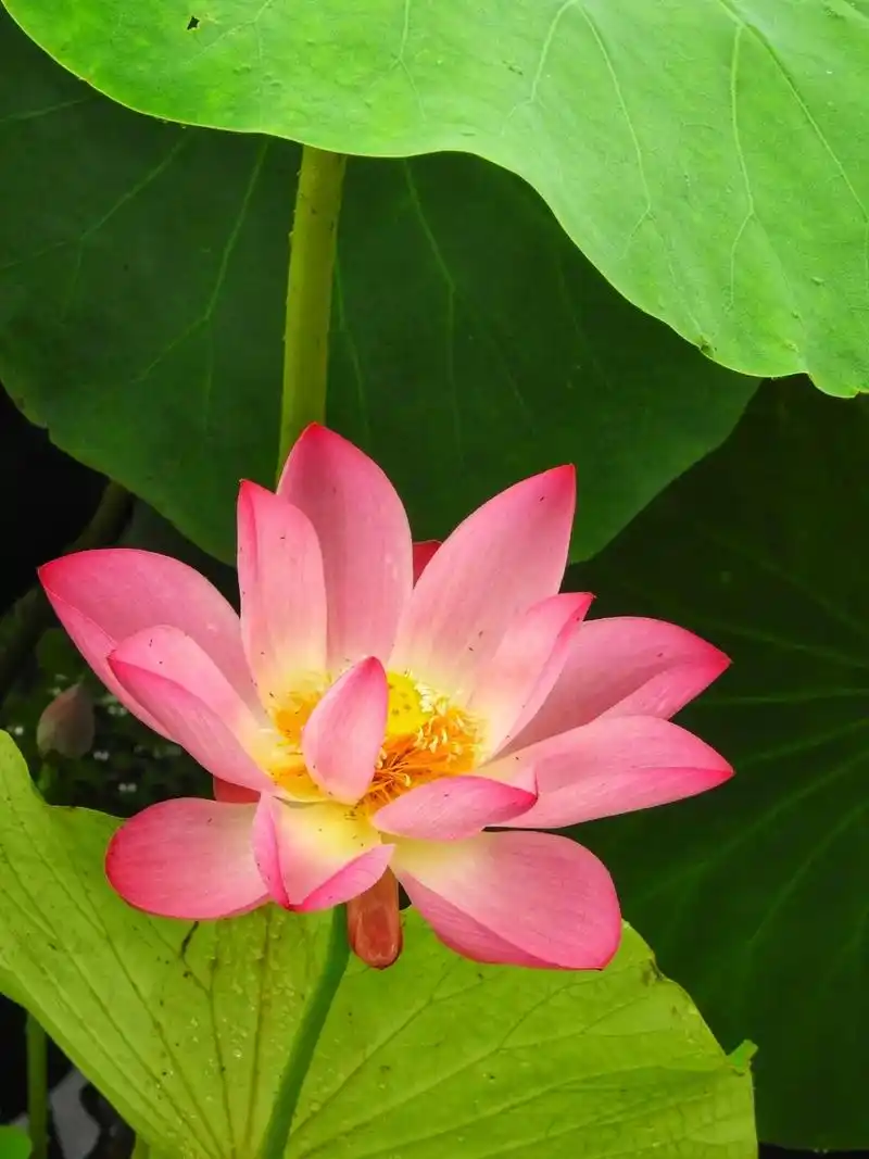 雨后荷花～美美美 #原创作品  #治愈系风景  #感恩所有的 - 抖音