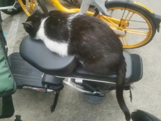 趴电动车座的奶牛学长